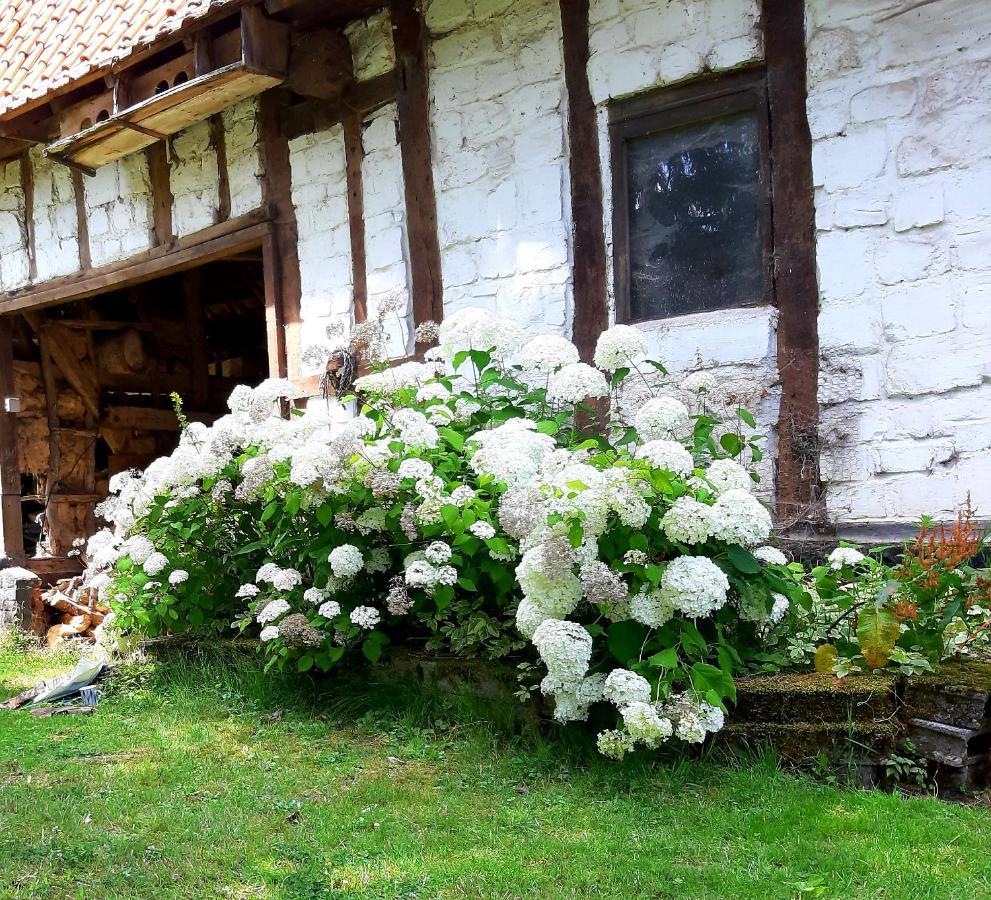 Le Domaine Des Anges Guest House Wavrans-sur-l'Aa Ngoại thất bức ảnh